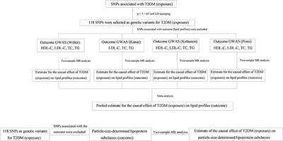 Causal effects of genetically predicted type 2 diabetes mellitus on blood lipid profiles and concentration of particle-size-determined lipoprotein subclasses: A two-sample Mendelian randomization study